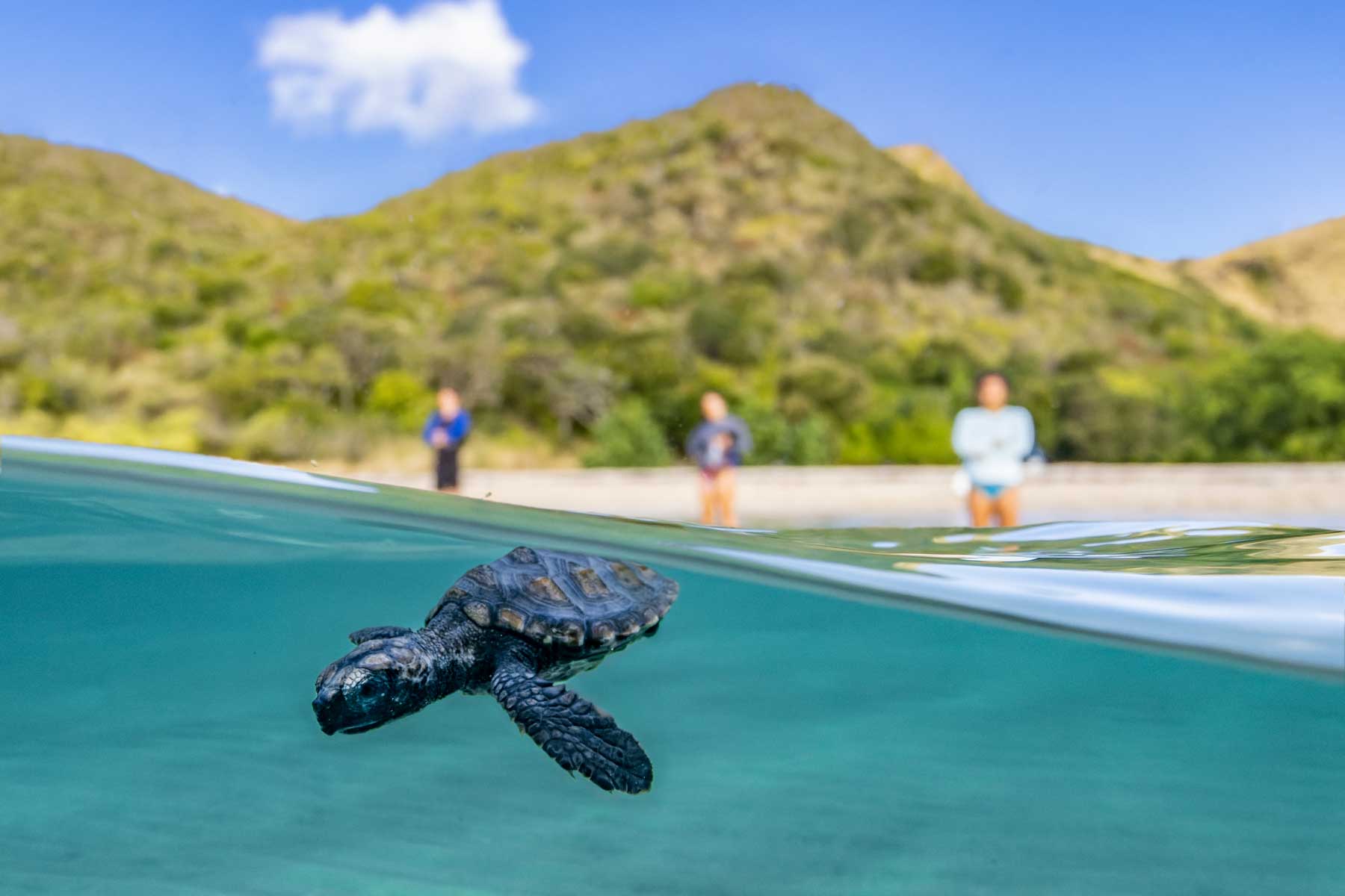 Stkitts-and-Nevis main 1